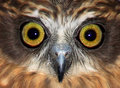 Boobook Owl