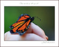 The Butterfly