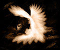 Little Angel lost