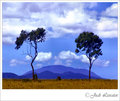 Blue Hills
