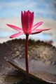 Lonely Pink