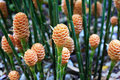 Botany Study