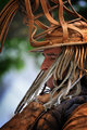 The Performer - Colour