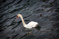 The Swan
