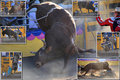 Rodeo-Bull-3.jpg