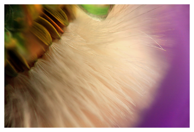 Thistle drops