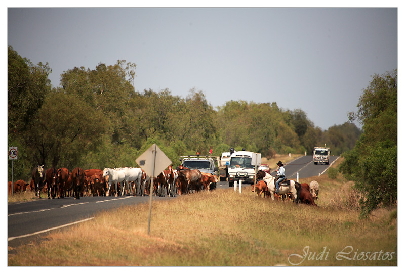 The Drover - Holding up the traffic