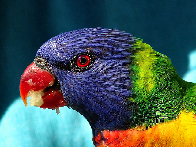 Rainbow Lorikeet .jpg