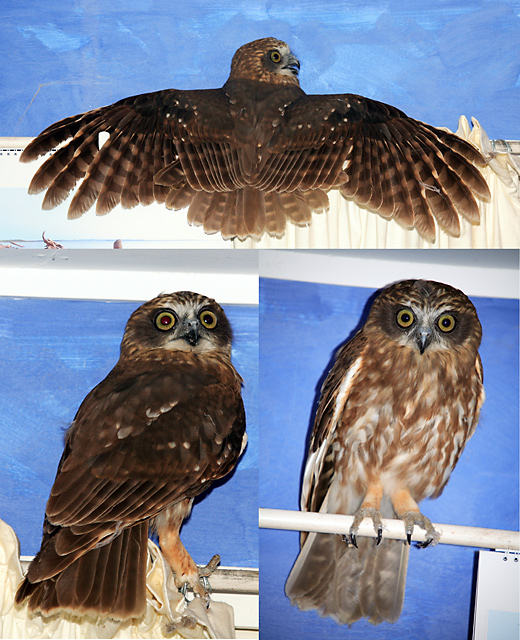 Boobook Owl Montage