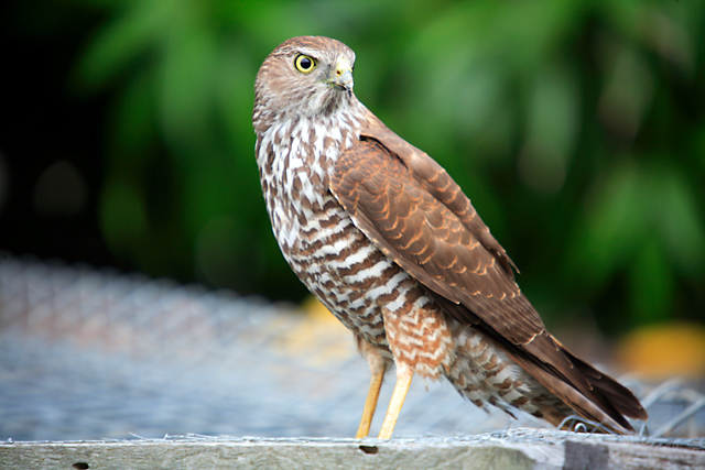 My Backyard Visitor