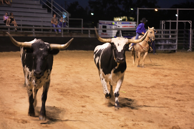 Texan Longhorns