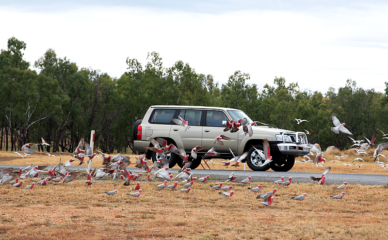 Stupid Galahs