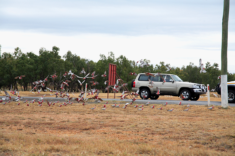 Stupid Galahs II