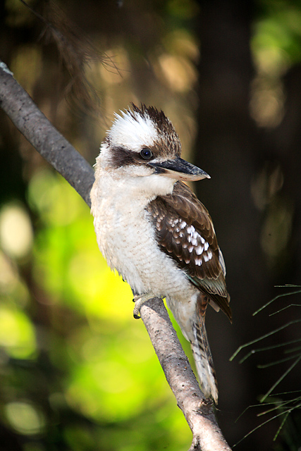 Kooka-Bokeh 3