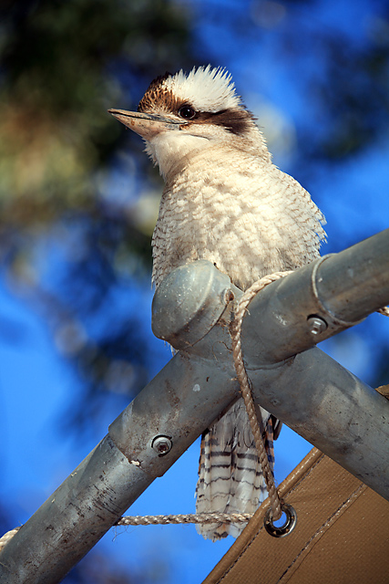 Kooka-Bokeh 2