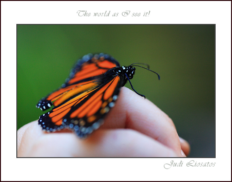 The Butterfly