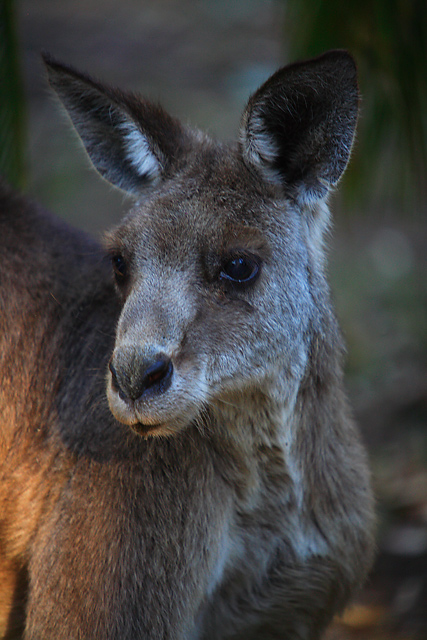 A Kangaroos Portrait