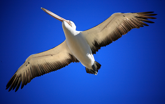 Fly Free