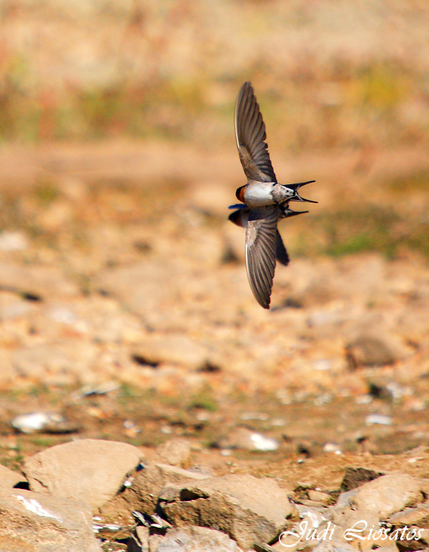 Dual Hover!