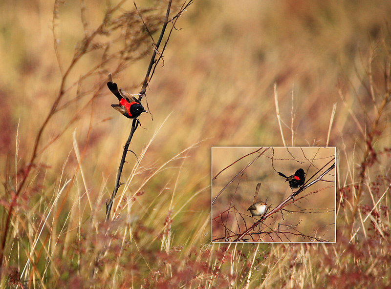 Red Wrens