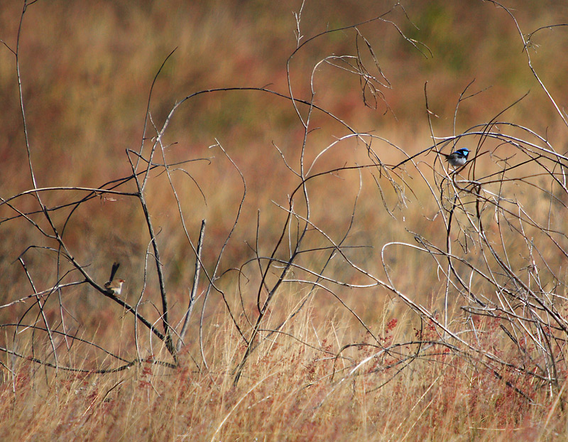 Blue Wrens