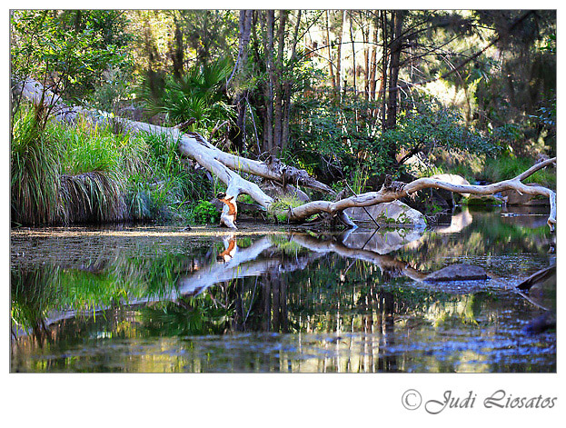 Carnarvon Gorge
