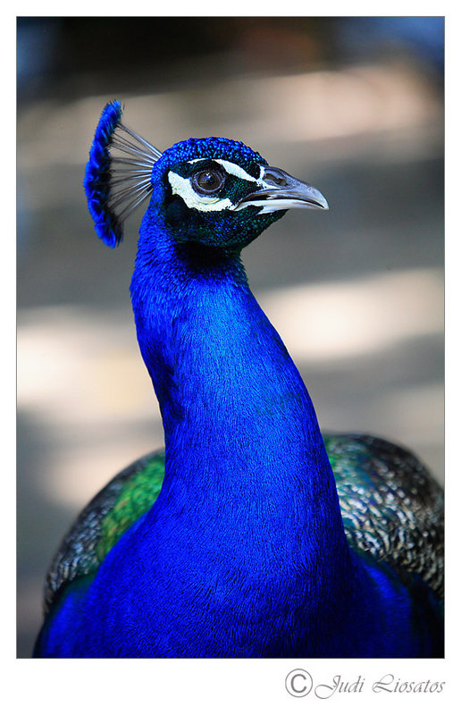Peacock Pride