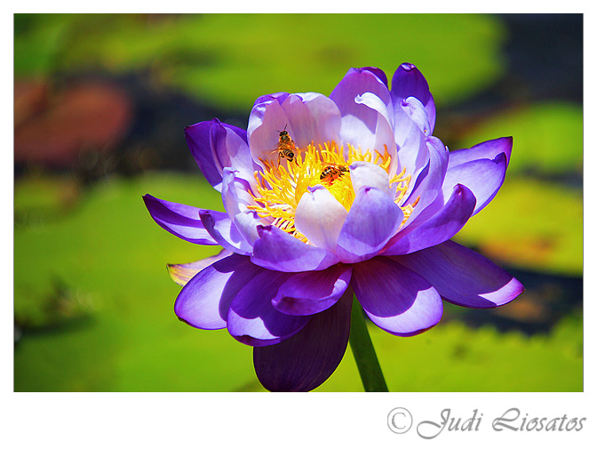 Natures Gold