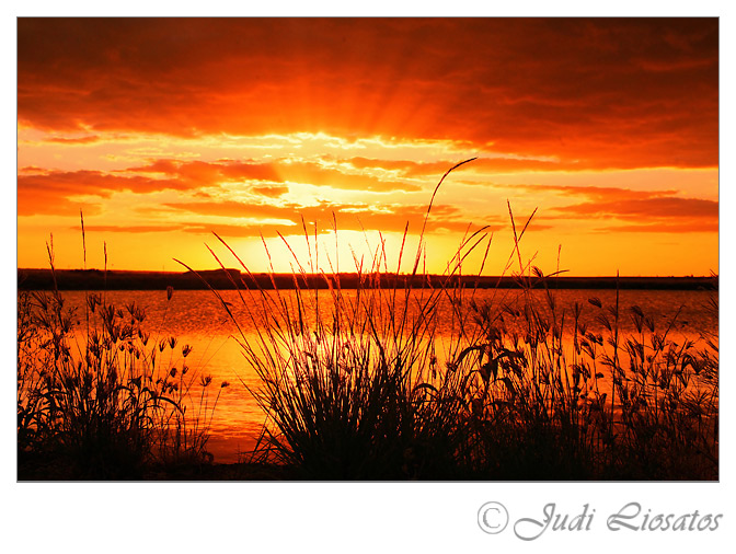 Grasses Of Gold