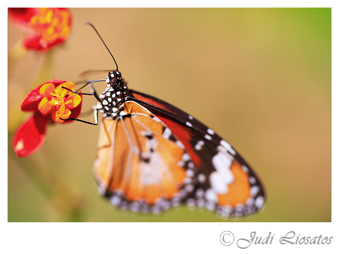 Nectar Time