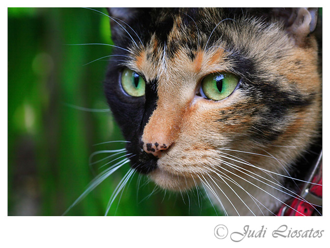 Meow