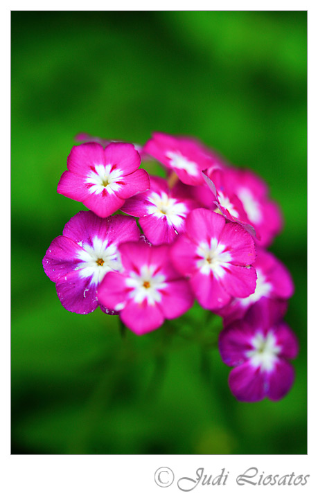 Pretty In Pink