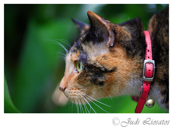 On The Hunt