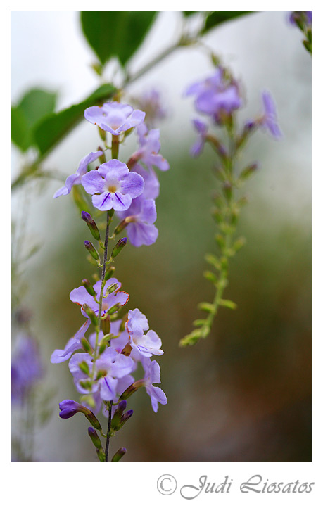 Delicate
