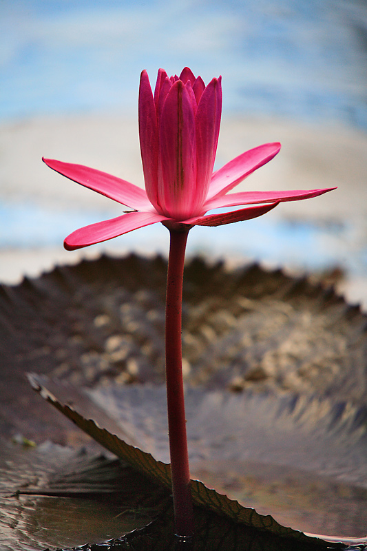 Lonely Pink