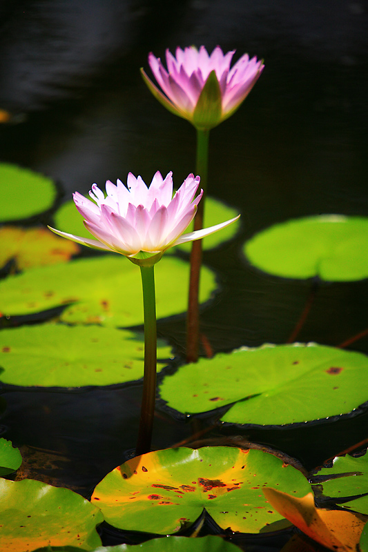 Pink Lillies