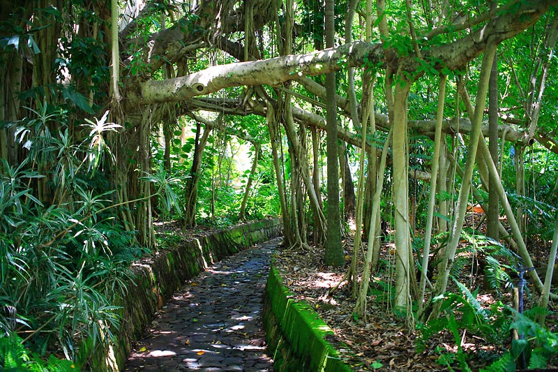 Tangled Roots