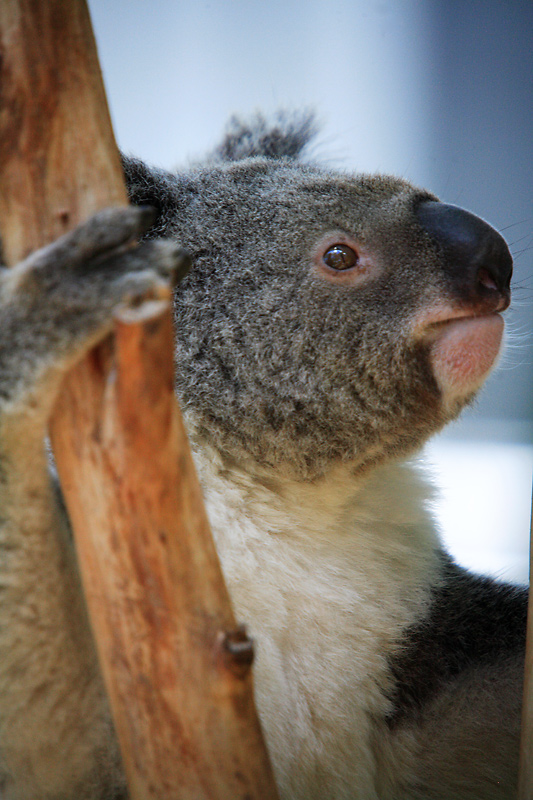 Koala