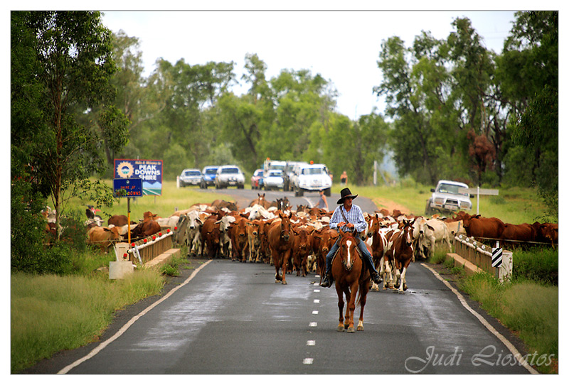 The Drover - Crossing the bridge