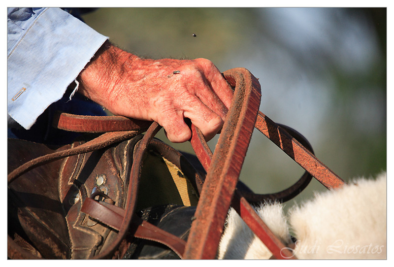 The Drover - A Workers Hands