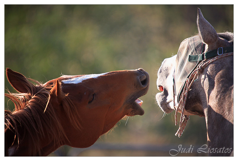 The Drover - Playful Nip