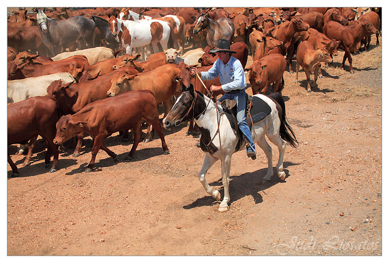 The Drover - On The Move