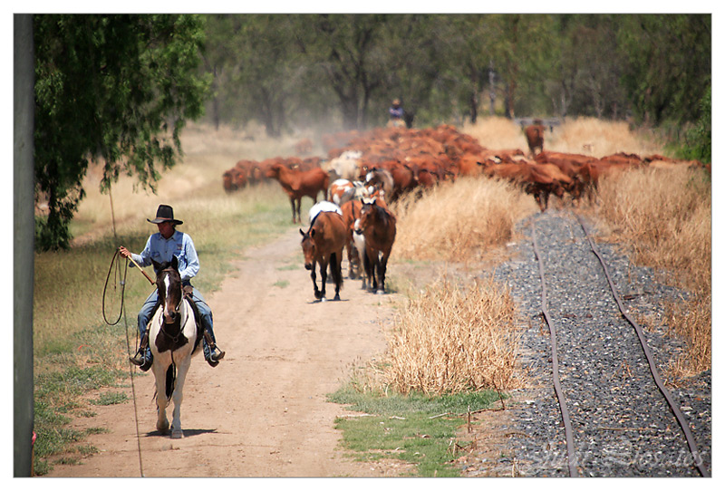 The Drover - Bringing them home
