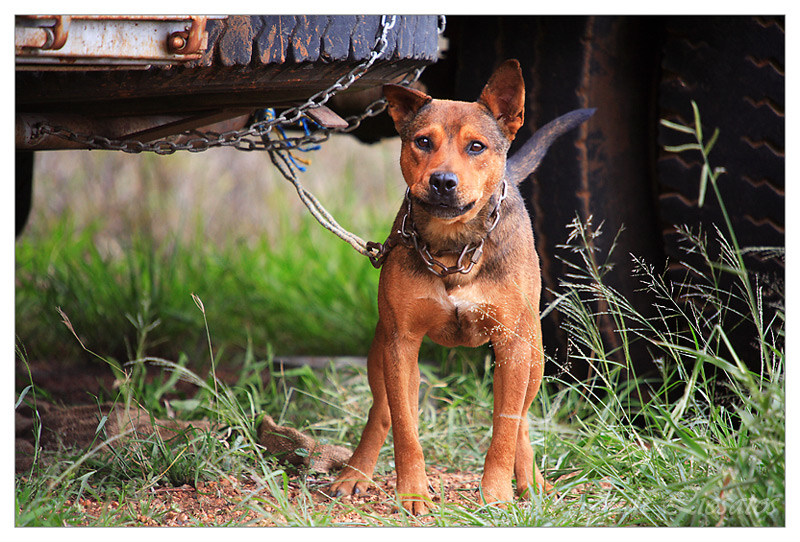 The Drover - On Guard