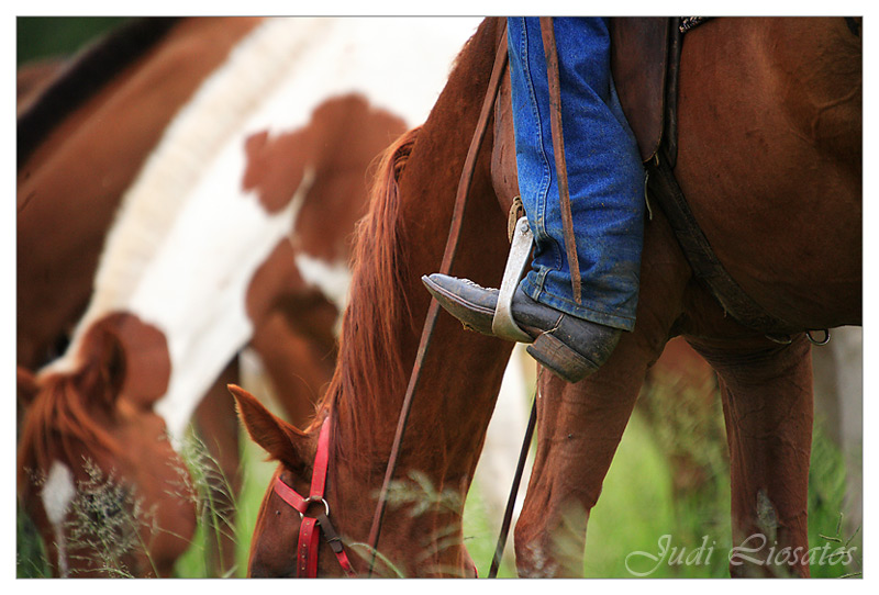 The Drover - Time for a feed