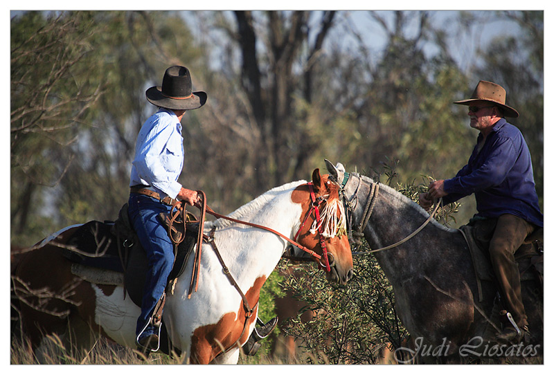 The Drover - A Plan