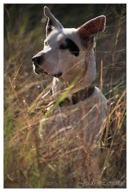 The Drover - Watching