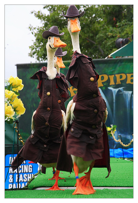 What The Duck??!!