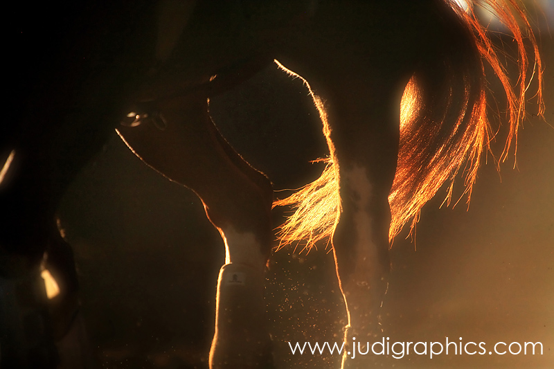 Equine
