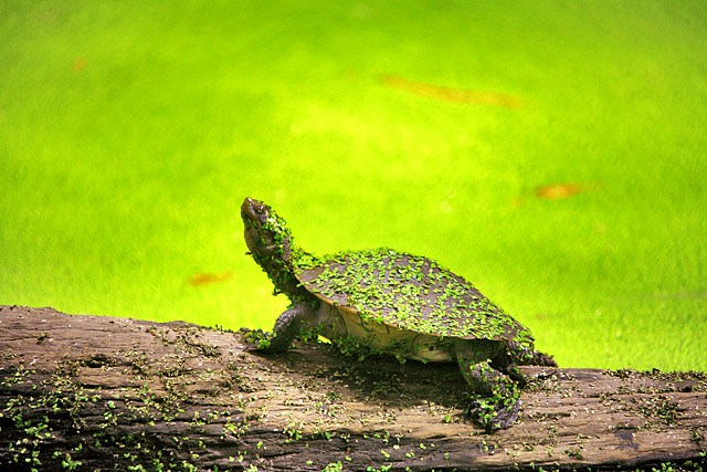 The Turtle